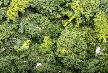 Sağlıklı taze kıvırcık lahana