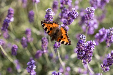 Çiçek açan lavanta çiçeklerinde renkli Kelebek 