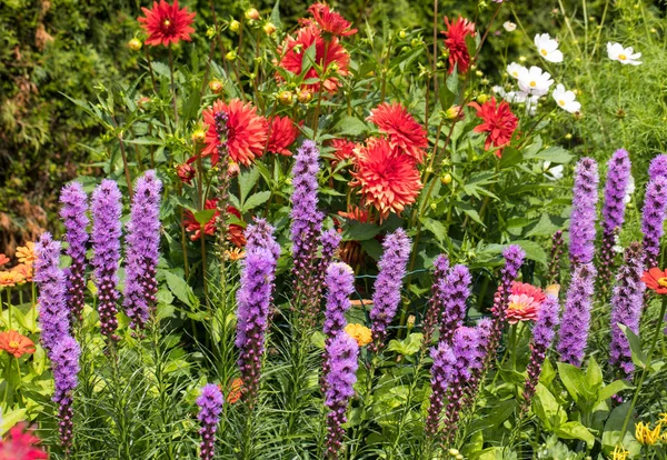 Liatris Spicata Blommor Trädgården — Stockfoto