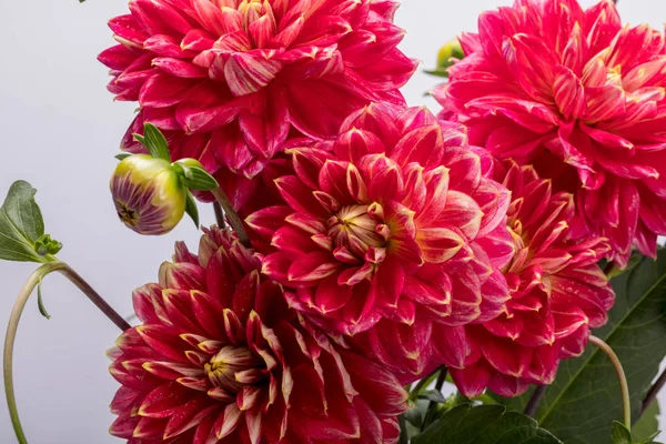 Röd Dahlia Blomma Isolerad Vit Bakgrund — Stockfoto