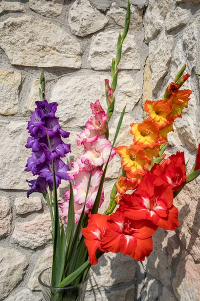 Vedoucí Květina Gladiola Pozadí Vápencové Stěny — Stock fotografie