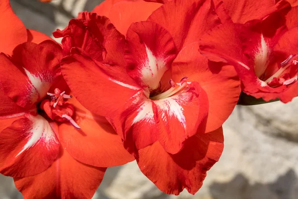 Cabeça Flor Gladiolus Contra Fundo Uma Parede Calcário — Fotografia de Stock