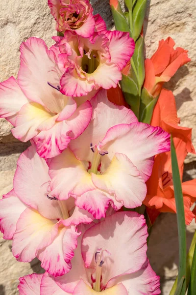 Chef För Gladiolus Blomma Mot Bakgrund Kalksten Vägg — Stockfoto