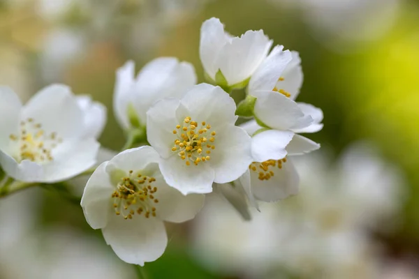 Beautiful Blossoming Branch Jasmine Garden — Stock Photo, Image