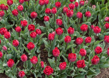 bir bahçede çiçek açan kırmızı lale çiçek