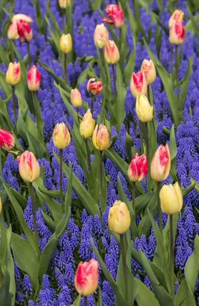 Färgglada Tulpaner Och Blå Hyacint Blommar Trädgård — Stockfoto