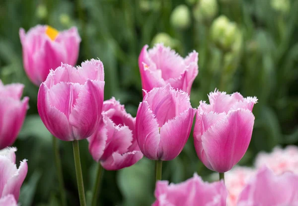 Rosa Tulpen Blühen Einem Garten — Stockfoto