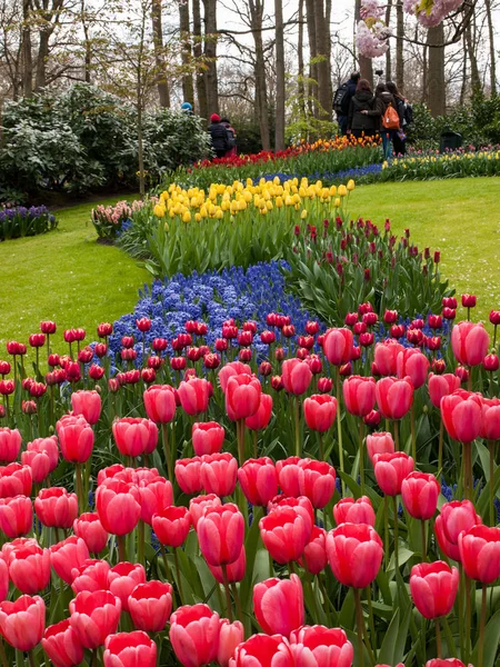 Lisse Niederland April 2017 Bunte Blumen Keukenhof Garten Lisse Holland — Stockfoto