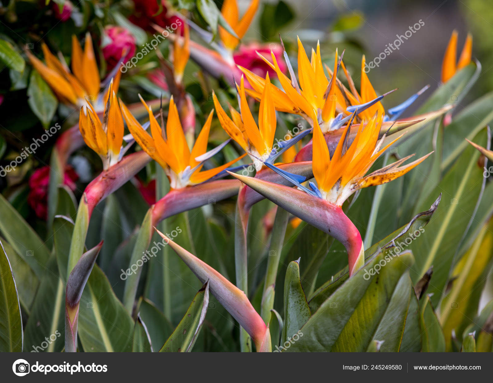 bird of paradise flower bird of paradise flower