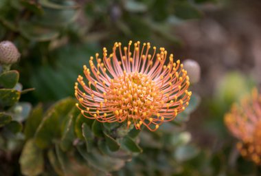  İğne yapraklı portakal çiçeği ya da leucospermum yaprağı..
