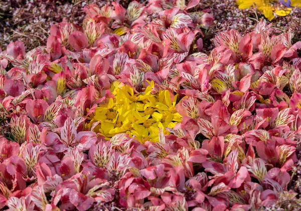 美しいカラフルな蘭の花のクローズアップ — ストック写真