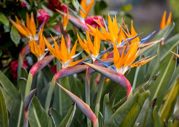 Fiore Tropicale Strelitzia Uccello Del Paradiso Sull Isola Madeira Portogallo — Foto Stock