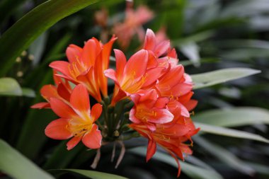 Bahçede turuncu clivia çiçeği kümesi