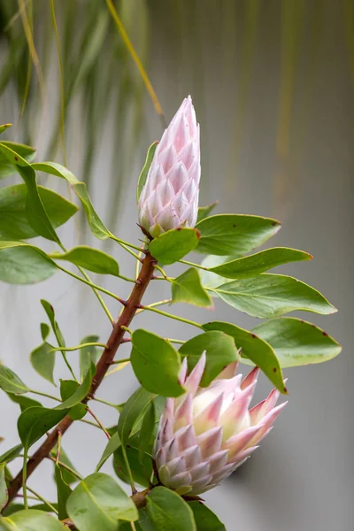 Bud King Protea Protea Cynfeld Национальный Цветок Юар — стоковое фото