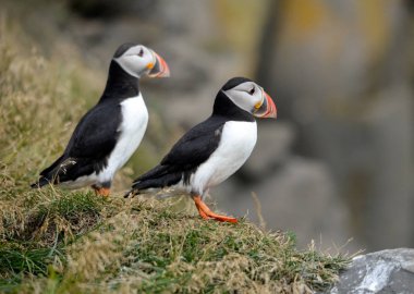 Atlantik martısı, bilinen adıyla martı. 