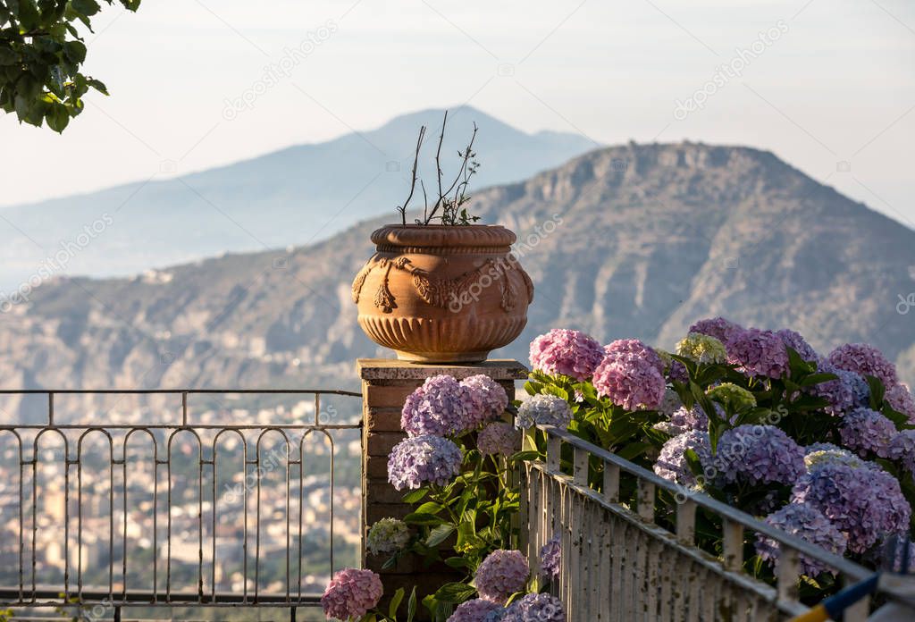 Blossoming hydrangea with the Sorrento and Vesuvius in the background