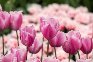 bir bahçede çiçek pembe Lale çiçek