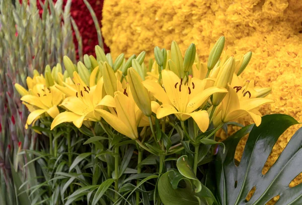 Kwiaciarnia Żółtymi Liliami Tulipanami — Zdjęcie stockowe