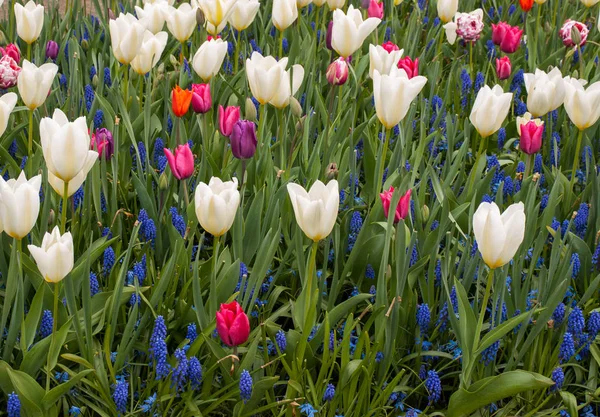 五颜六色的郁金香和蓝色的风信子在花园里盛开 — 图库照片