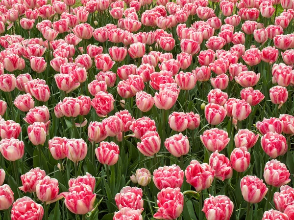 Czerwone Tulipany Kwitnące Ogrodzie — Zdjęcie stockowe