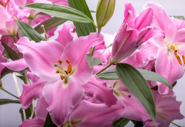 Pembe zambak çiçeklerine yakın çekim. Bu cinsteki türlerin yaygın isimleri arasında peri çiçeği zephyr zambak zambağı sihirli Atamasco zambağı ve yağmur zambağı bulunur..