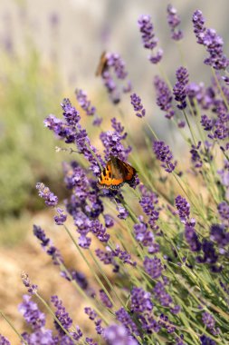 Çiçek açan lavanta çiçeklerinde renkli Kelebek 