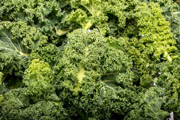 A healthy fresh curly kale