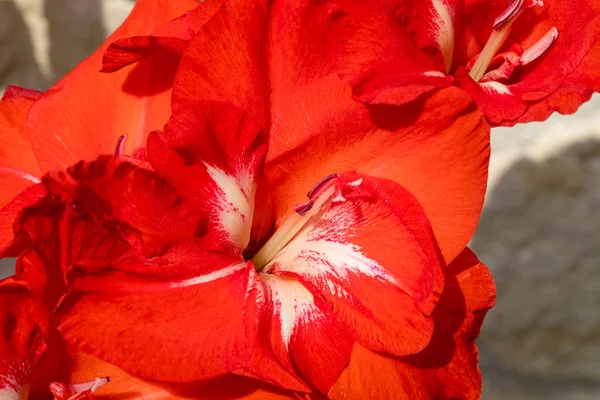 Cabeça Flor Gladiolus Contra Fundo Uma Parede Calcário — Fotografia de Stock