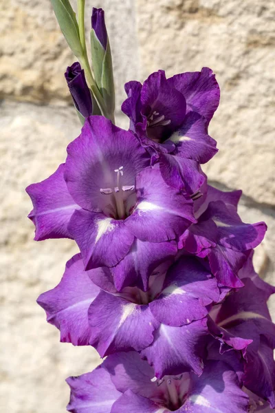 Cabeça Flor Gladiolus Contra Fundo Uma Parede Calcário — Fotografia de Stock