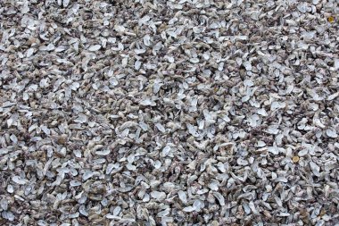 Cancale 'deki istiridye çiftlikleriyle ünlü deniz tabanına atılmış binlerce boş istiridye kabuğu. Britanya, Fransa 