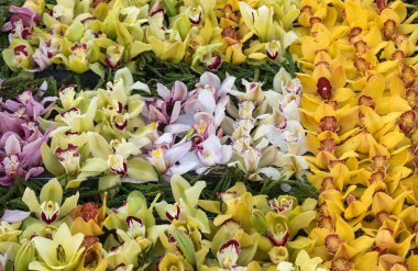 Güzel, renkli bir orkide çiçeğine yakın.