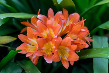 Bahçede turuncu clivia çiçeği kümesi