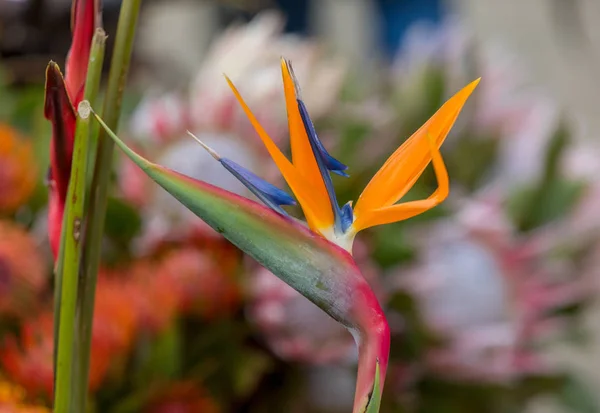 Tropikalny Kwiat Strelitzia Lub Rajski Ptak Maderze Portugalia — Zdjęcie stockowe