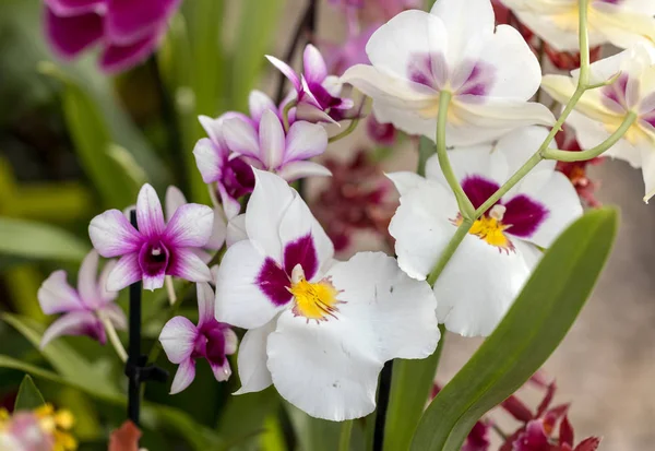 Nahaufnahme Der Schönheit Bunte Orchideenblume — Stockfoto