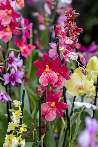 美しいカラフルな蘭の花のクローズアップ — ストック写真