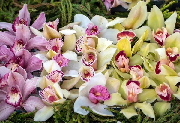 Κοντινό Πλάνο Της Ομορφιάς Πολύχρωμο Λουλούδι Ορχιδέας — Φωτογραφία Αρχείου