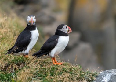 Atlantik martısı, bilinen adıyla martı. 