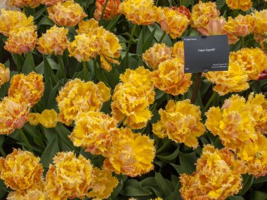 bir bahçede çiçek açan Esprit denilen lale