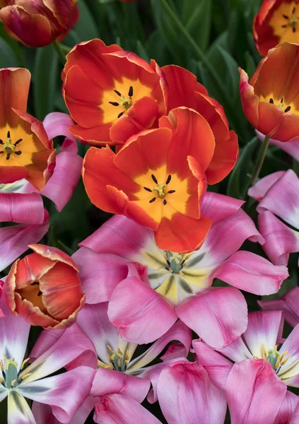 Πολύχρωμο Βοτανικό Τουλίπες Λουλούδια Ανθίζουν Έναν Κήπο — Φωτογραφία Αρχείου