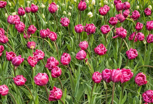 Lila Tulpen Blühen Einem Garten — Stockfoto