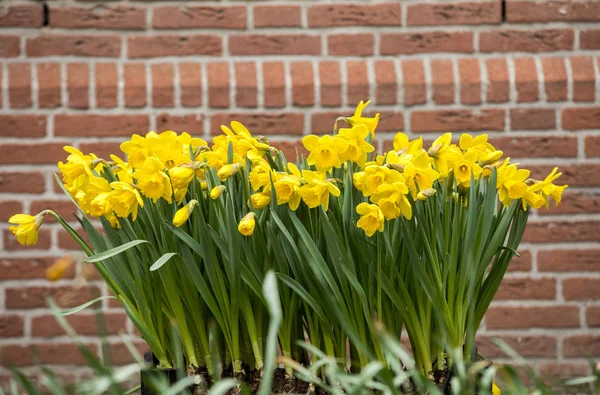 Kytice Žlutých Narcisů Jeden Symbolů Jara — Stock fotografie