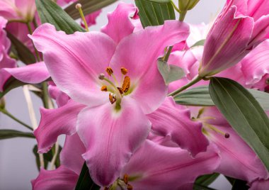 Pembe zambak çiçeklerine yakın çekim. Bu cinsteki türlerin yaygın isimleri arasında peri çiçeği zephyr zambak zambağı sihirli Atamasco zambağı ve yağmur zambağı bulunur..