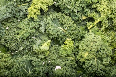 Sağlıklı taze kıvırcık lahana