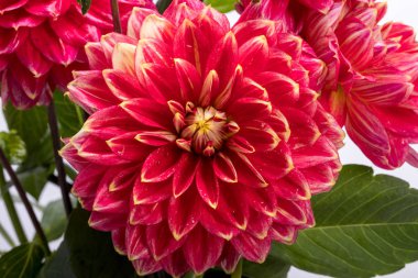 Beyaz arkaplanda kırmızı yıldız çiçeği izole edildi