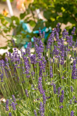  Fransa, Sault yakınlarındaki Provence 'de açan lavanta çiçekleri.