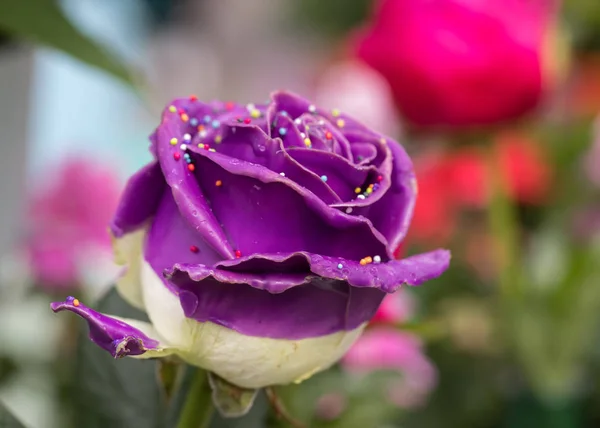 Close up of purple rose flower with colorful decorations
