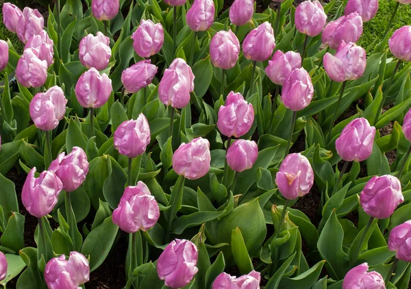 Veilchen Tulpen Blühen Einem Garten — Stockfoto