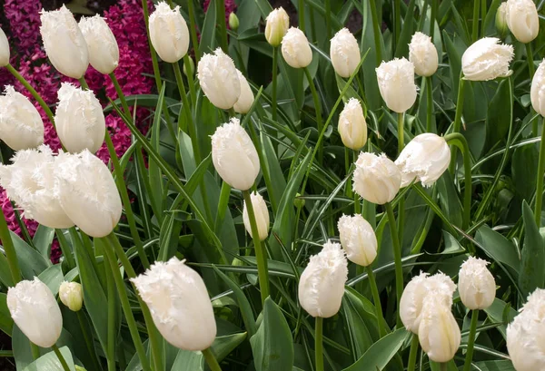 Rote Tulpen Blühen Einem Garten — Stockfoto