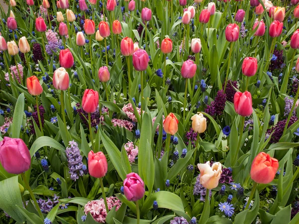 Renkli Lale Sümbül Bir Bahçede Çiçek Açan — Stok fotoğraf