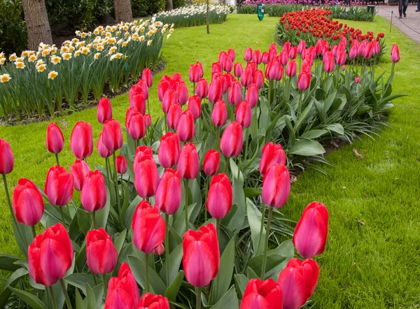 Rote Tulpen Blühen Einem Garten — Stockfoto